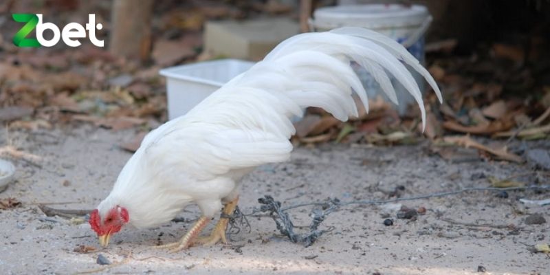 Những chú gà thuần chủng có phẩm chất tốt dễ dành chiến thắng